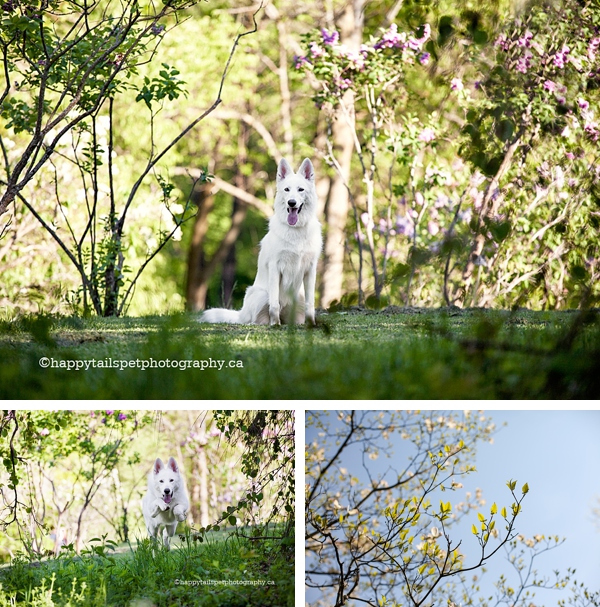 Royal Botanical Gardens pet photography.