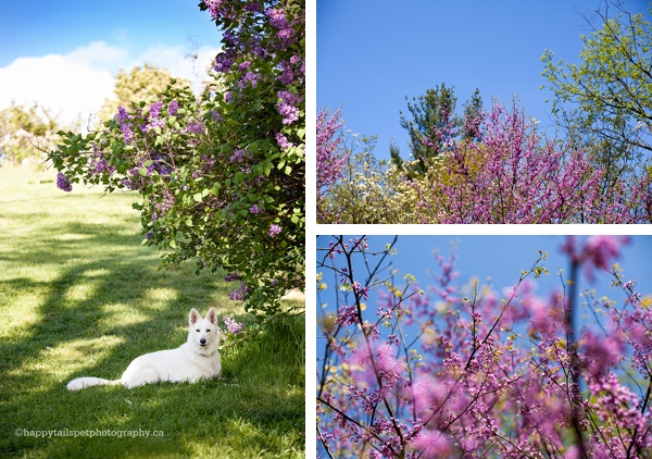 Pet portraits at the lilac dell at the Arboretum in Burlington.