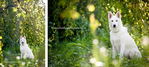 Lifestyle pet photography of a white swiss shepherd dog under the hanging branches of a tree in the RBG Arboretum photo.