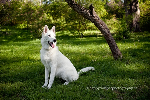 Royal Botanical Gardens dog photography photo.