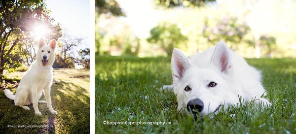 Happy dog lounging in the grass and sunshine.