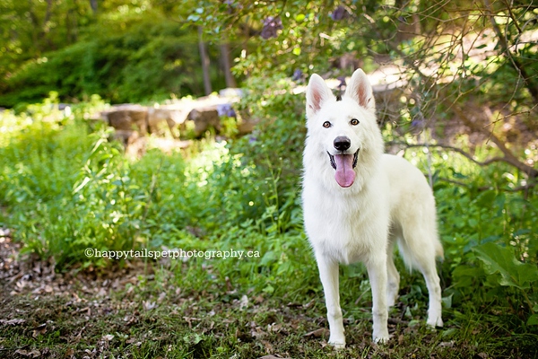 Candid and natural dog portrait in Burlington.