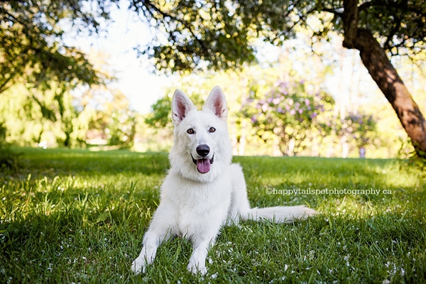 Professional dog portraits outside in Burlington garden photo.