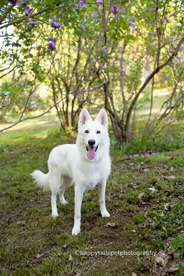 Swiss shepherd in the lilac dell, Ontario photo.