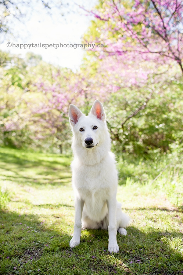 Royal Botanical Gardens dog photography in Burlington, Ontario.