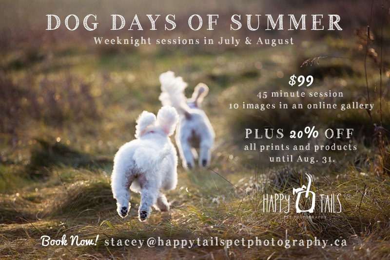 Ontario dog photograper summer promotion.