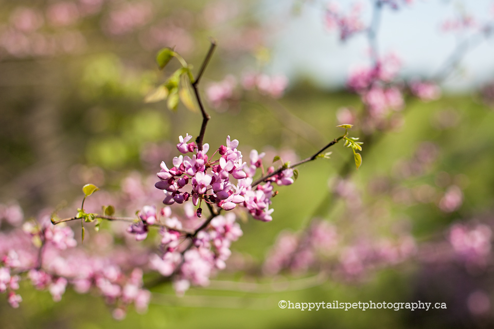 Rosebud in bloom in the Royal Botanical Garden lilac dell in Burlington, Ontario.