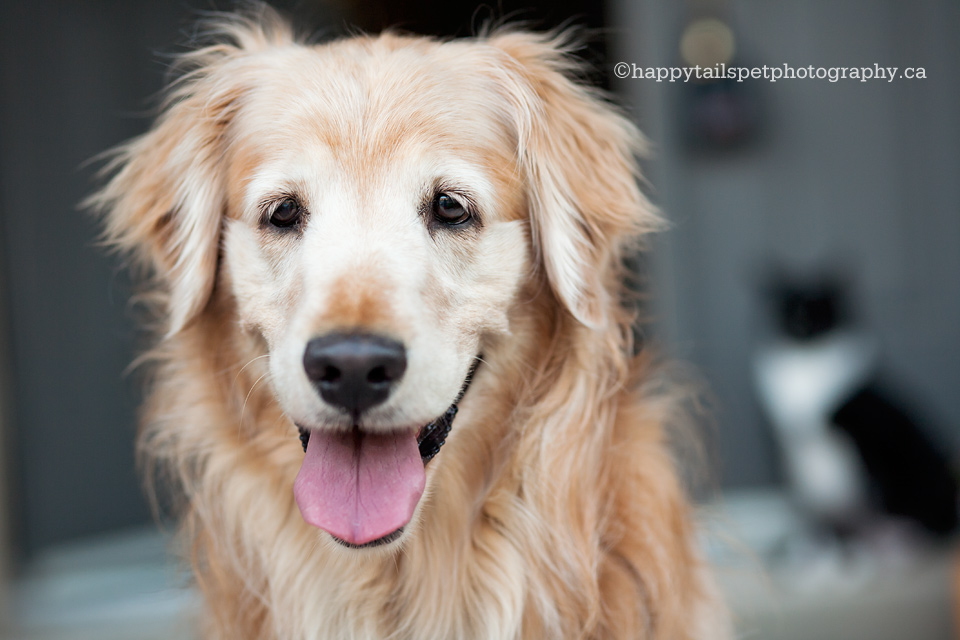 Cute face of golden retriever dog by Ontario pet photographer in Milton, Ontario.