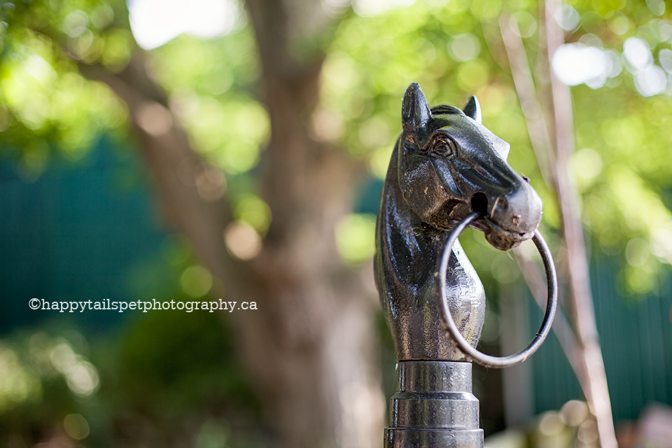 scenic halton hills equestrian centre | burlington horse photography