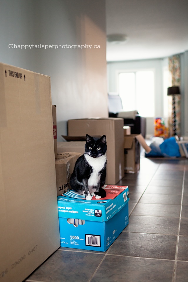 Black and white tuxedo cat sits on moving boxes during small business move | Milton pet photographer photo