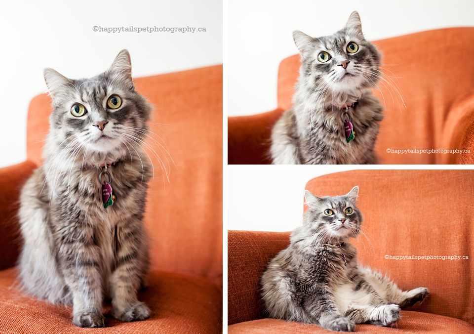 Gray cat on orange chair, indoor pet photography in Toronto photo.