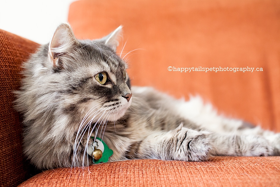Pet photography for ill pets in Ontario photo.