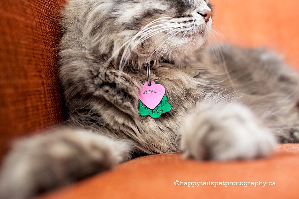 Heart  shaped pet id tag on long-hair cat.
