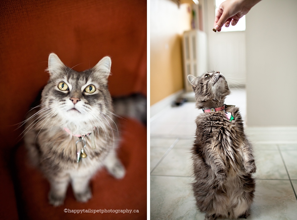 A cat looking for treats as a reward during photography session photo.
