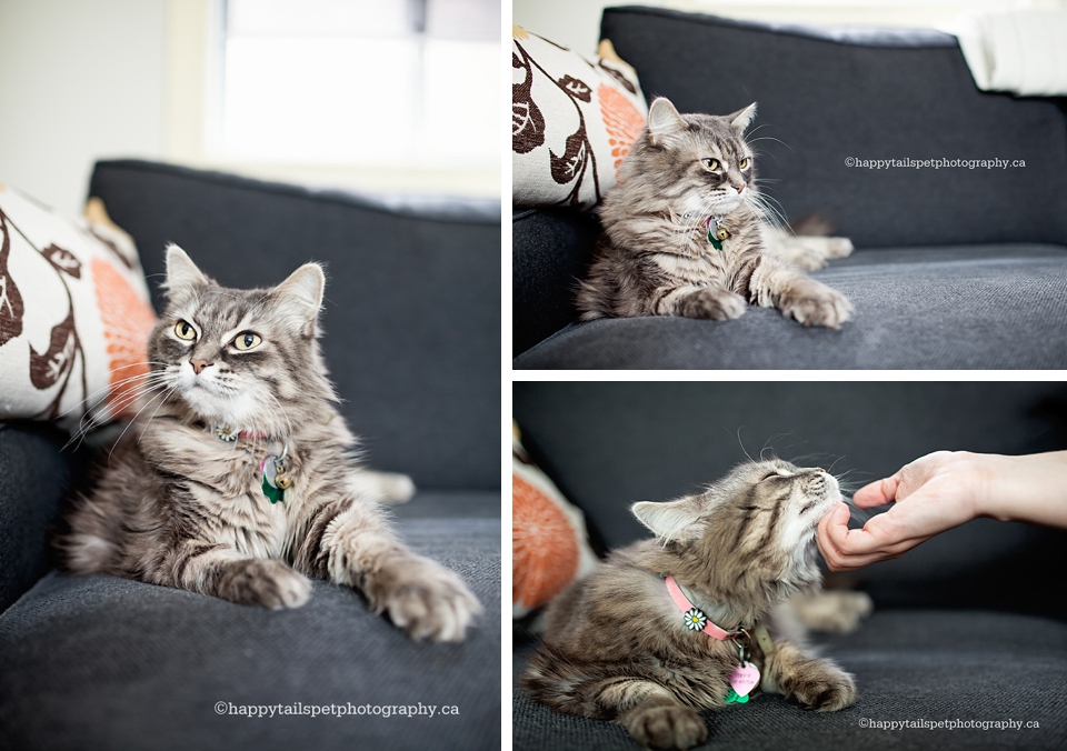 Cat lounges on a couch at a modern Ontario pet photography session in downtown Toronto photo.