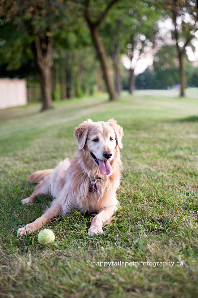 A dog and tennis ball in the park.
