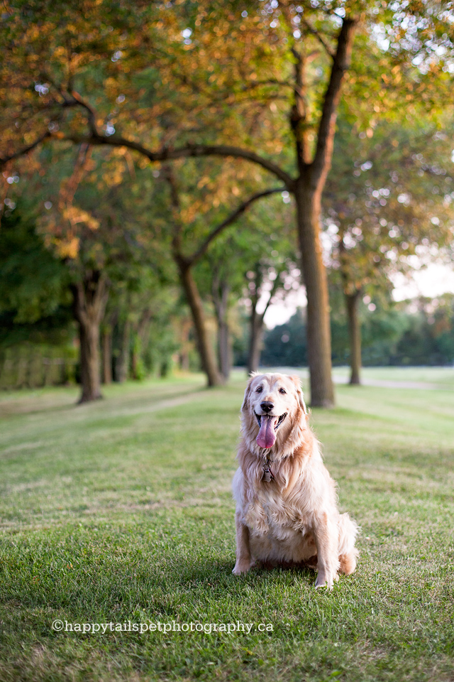 Golden retriever dog photography by Burlington pet photographer.