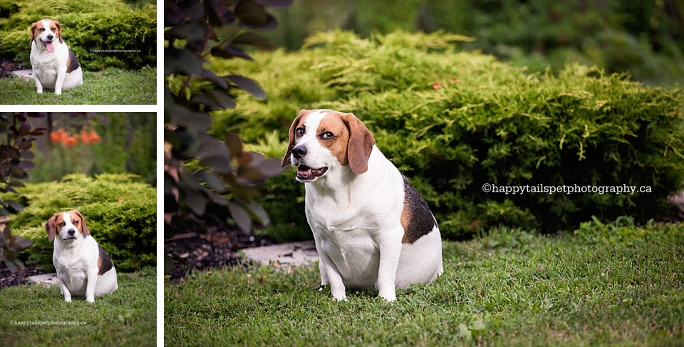 Natural light pet photography with beagle dog, photo.