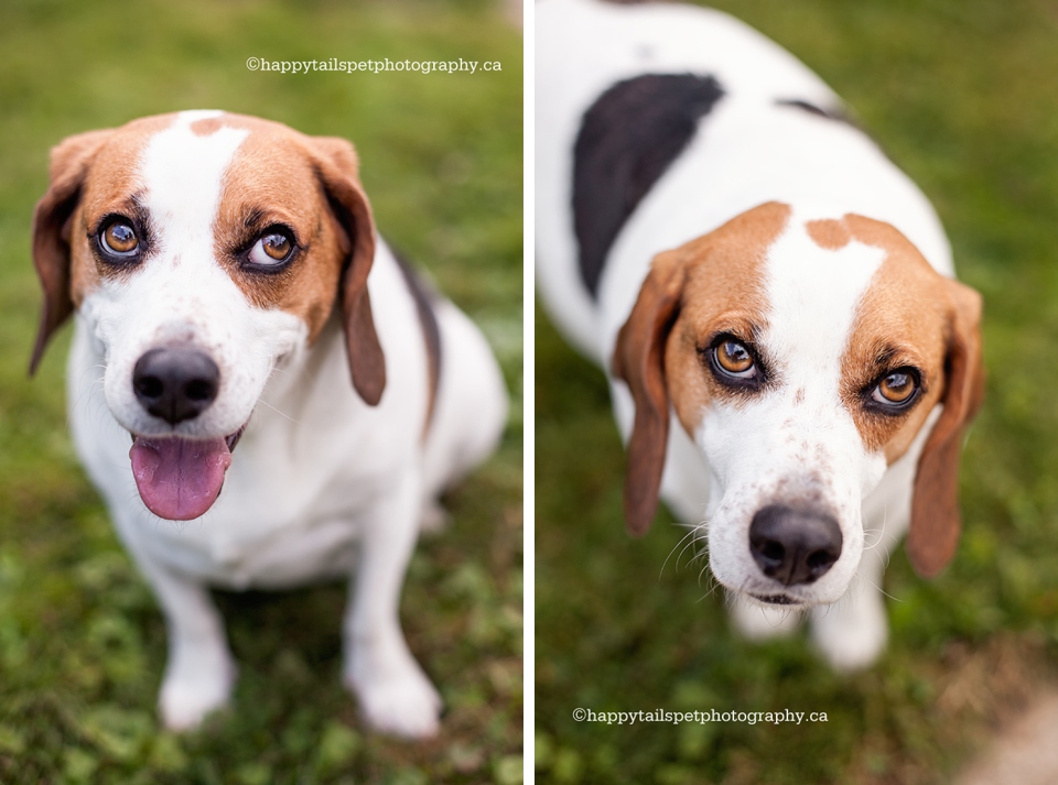 Backyard pet portraits in Hamilton, Ontario photo.