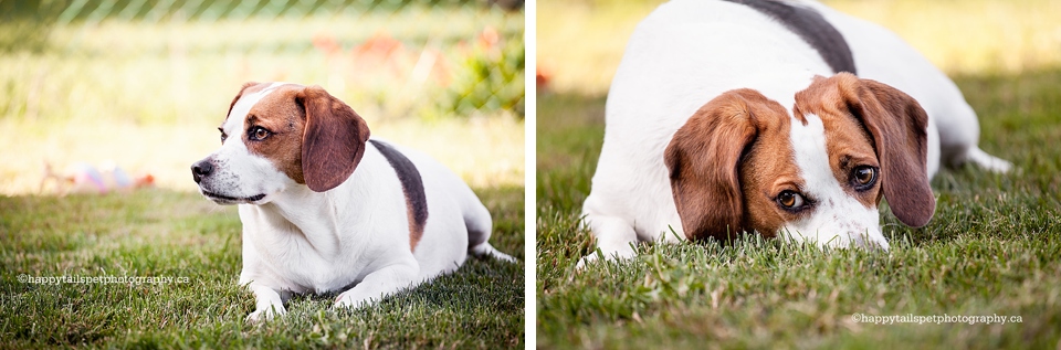 Beagle dog playing in Hamilton backyard.