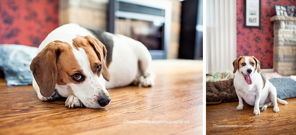 End of life pet photography for elderly or ill dogs in Ontario, GTA, Hamilton, Halton.