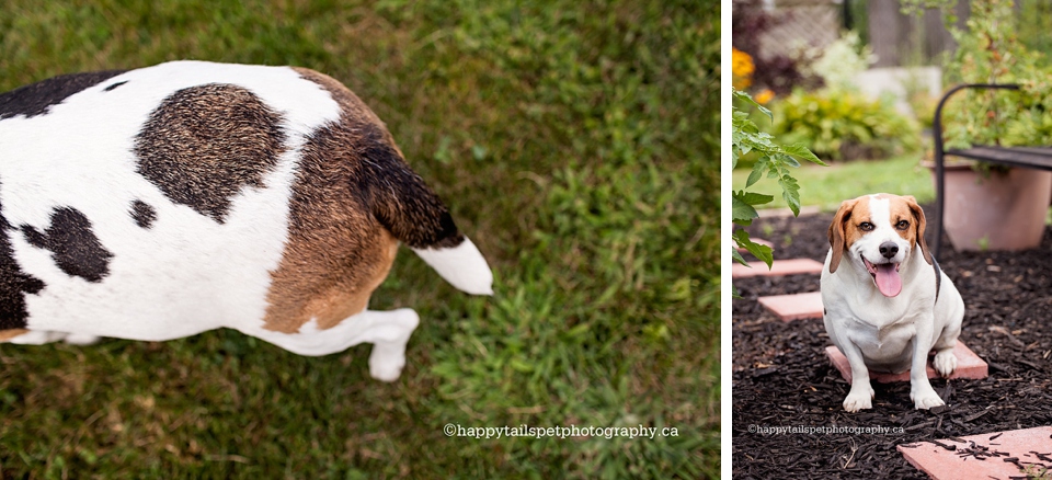 Outdoor pet photography of a beagle dog by Ontario pet photographer..