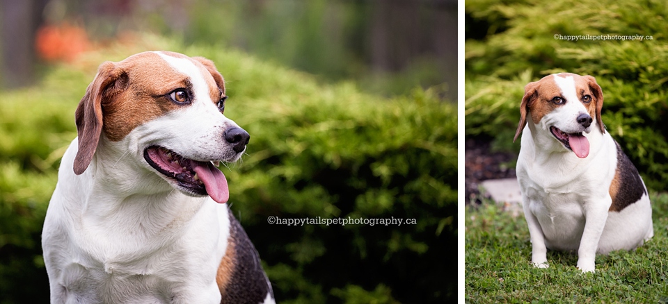 Lifestyle dog photography of beagle.