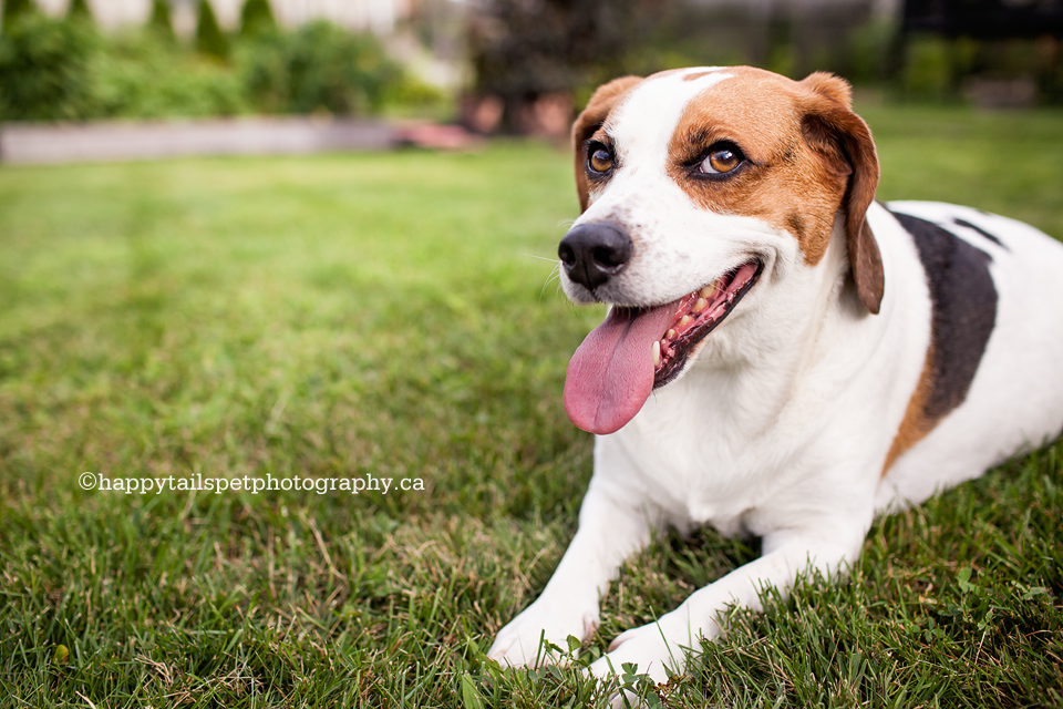 Smiling beagle dog photo.