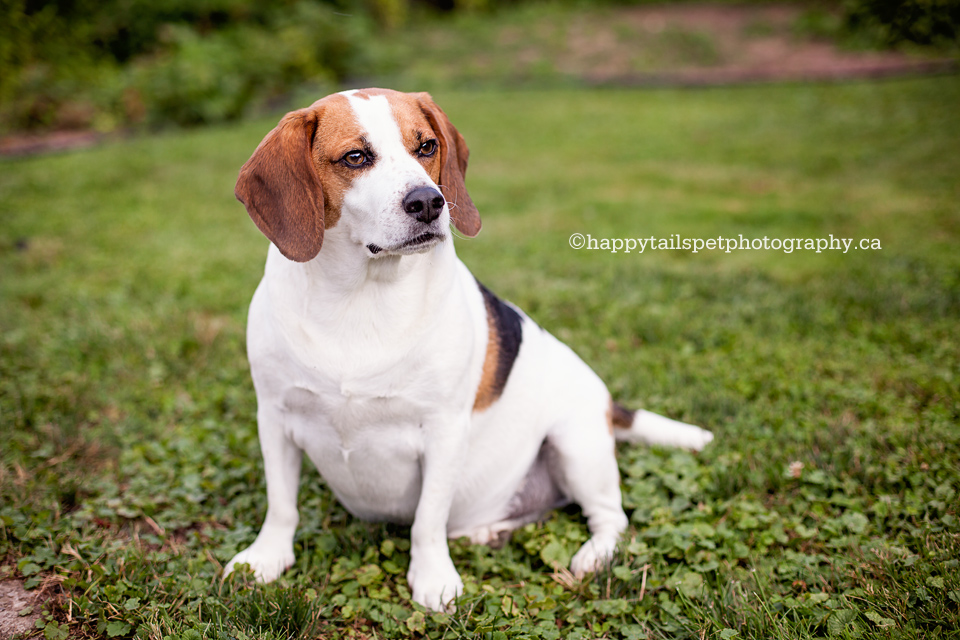 Natural, candid, outdoor, lifestyle Hamilton pet photography.