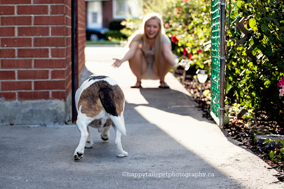 Dog running to owner, greeting owner at the gate of a Hamilton house.