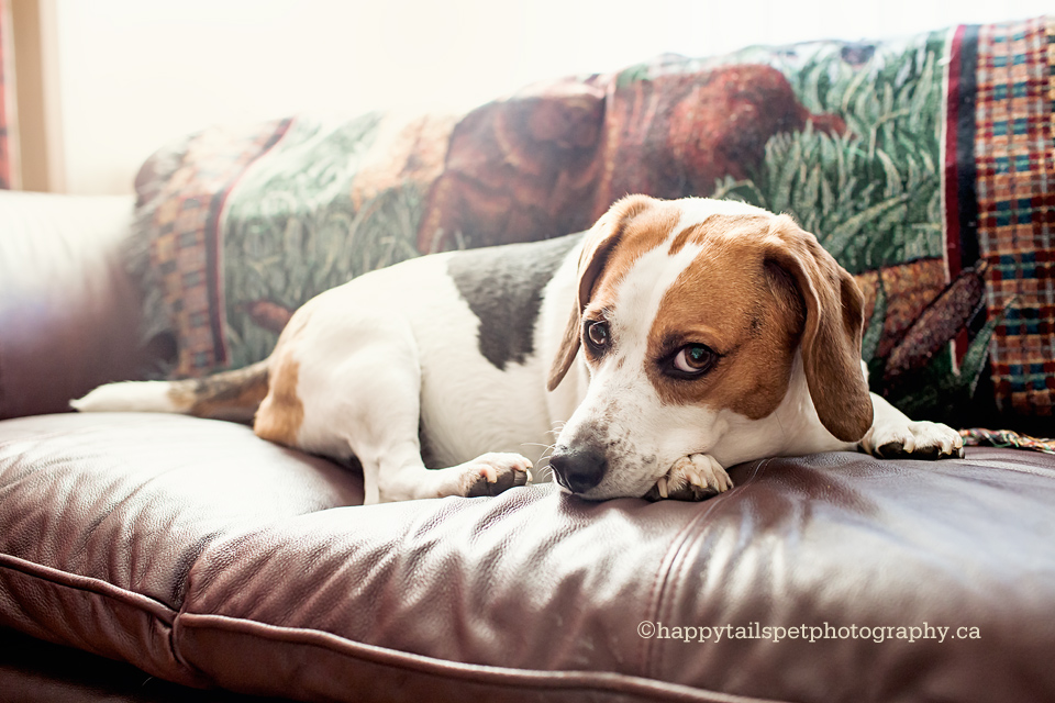 Beagle dog curling up on couch for a nap in sunlight photo.