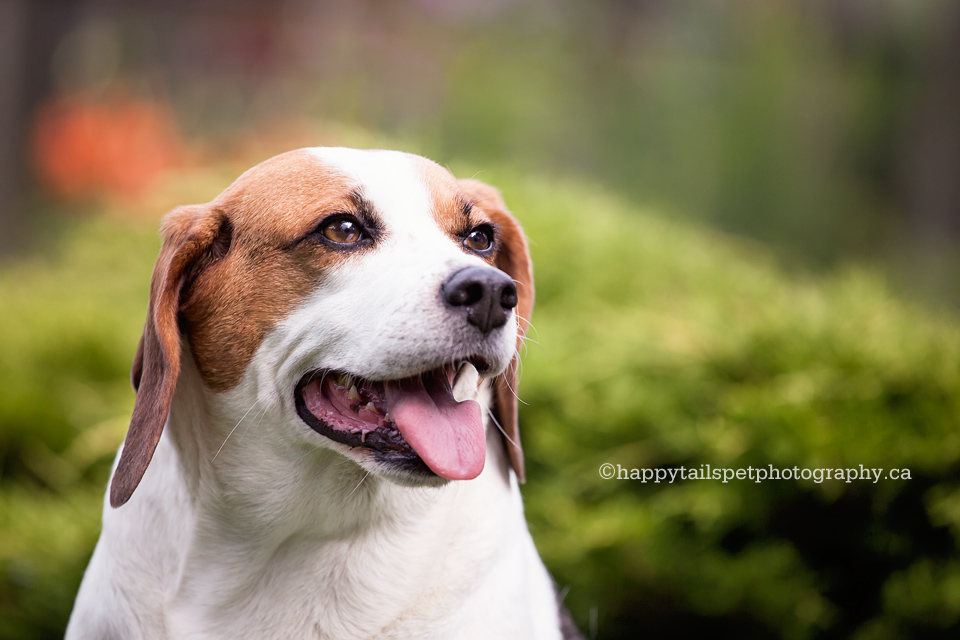 Hamilton, Ontario dog photographer.