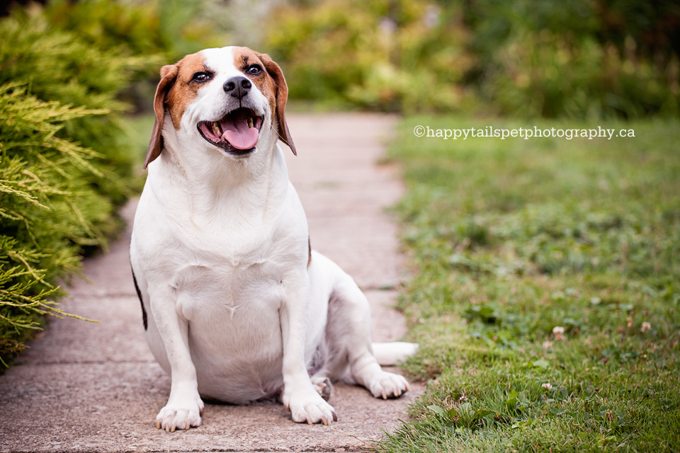 Pet photography of beagle with degenerative disc disease by Hamilton pet photographer, photo.