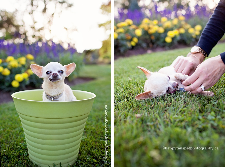 Pet photography with props in Oakville, Ontario.
