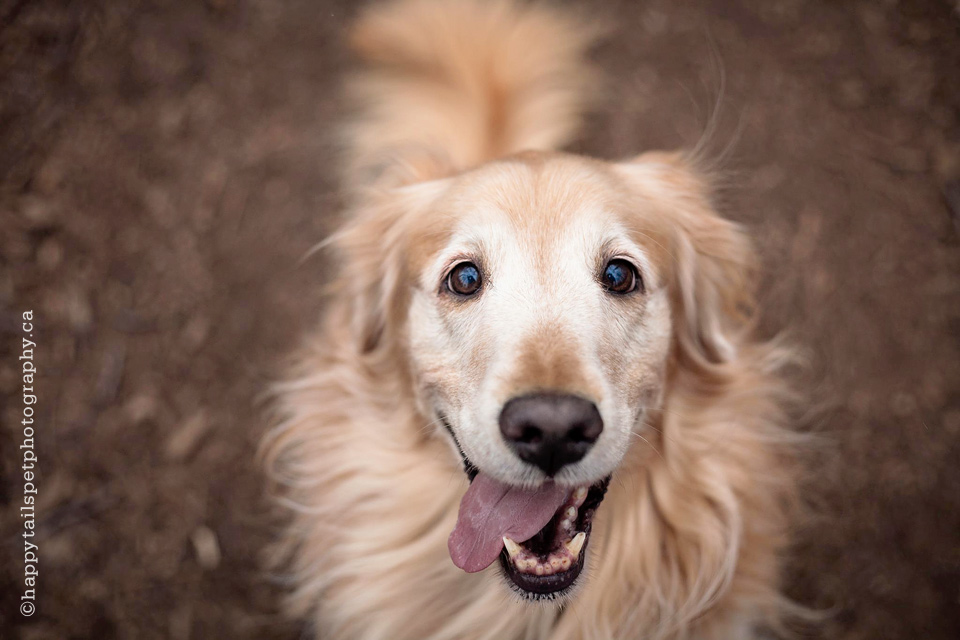 Happy golden retriever pet portrait by Ontario dog photographer Happy Tails Pet Photography.