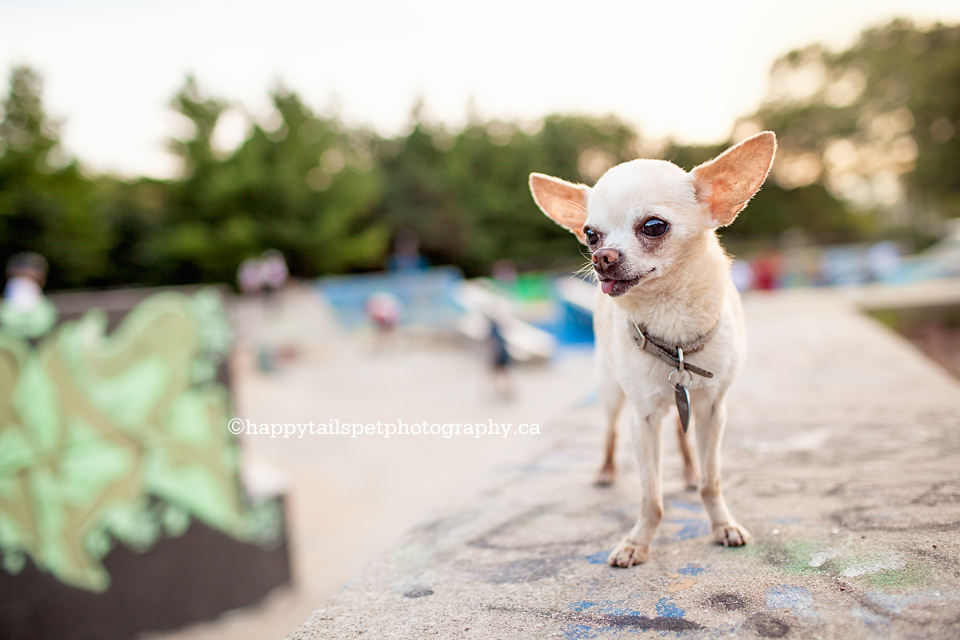 Dog photography at Oakville skate park with graffiti at Shell Park.