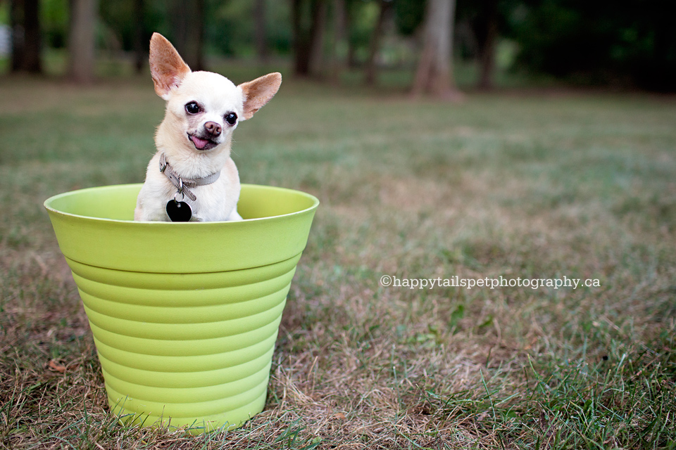 Chihuahua in flower pot by Oakville pet photographer.