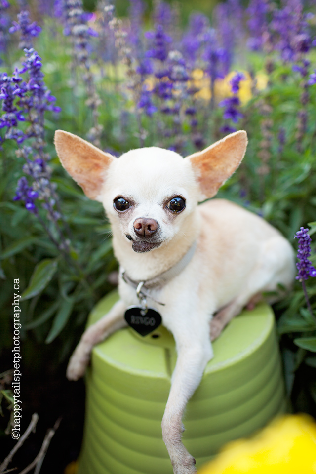 Dog portrait in flower garden with chihuahua in Ontario.