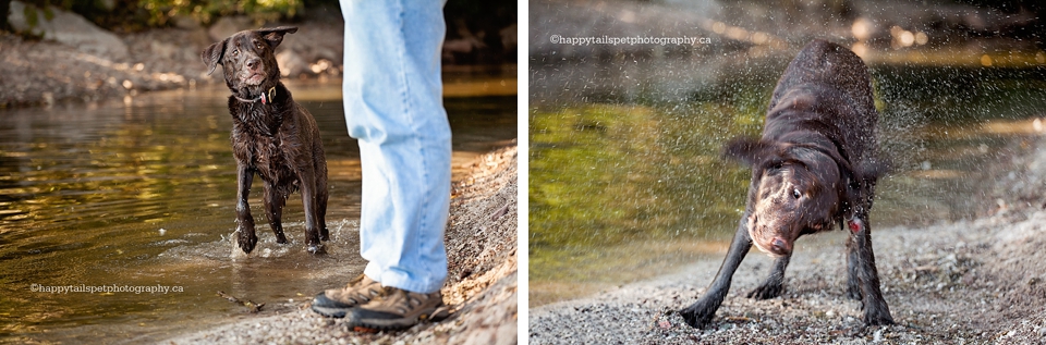 Wet dog chases a stick in the water.