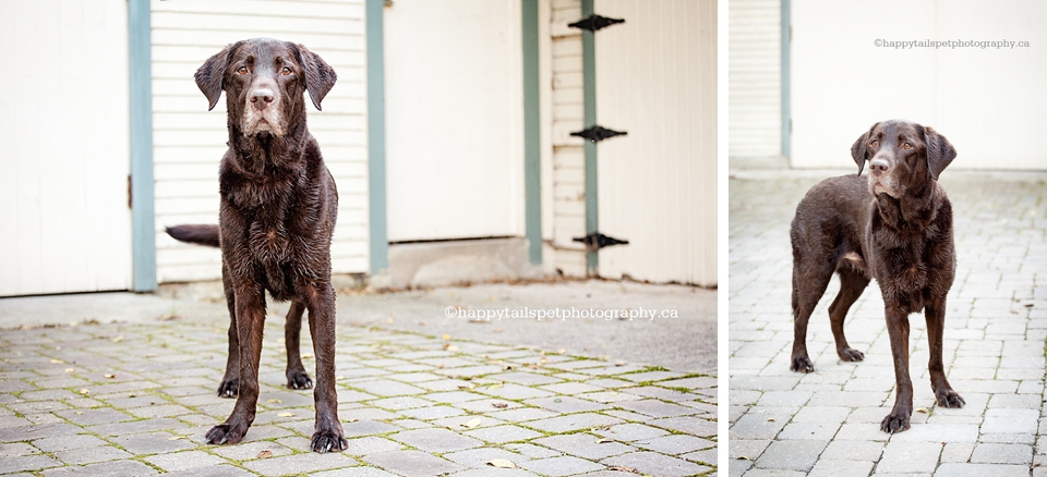 Modern pet portraits at historic Paletta Mansion.