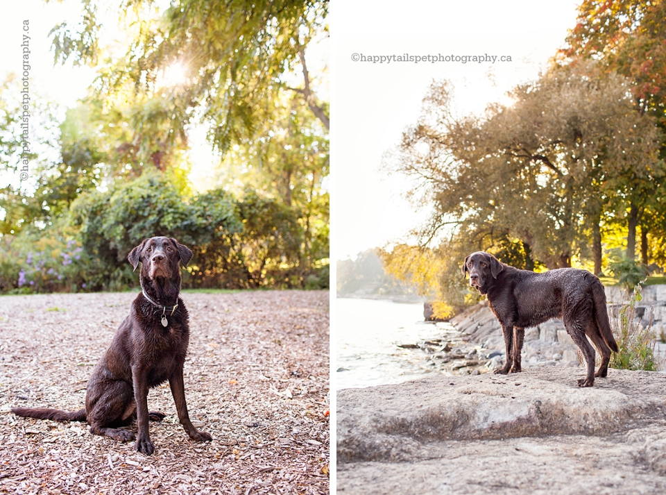 Paletta Mansion pet photography.