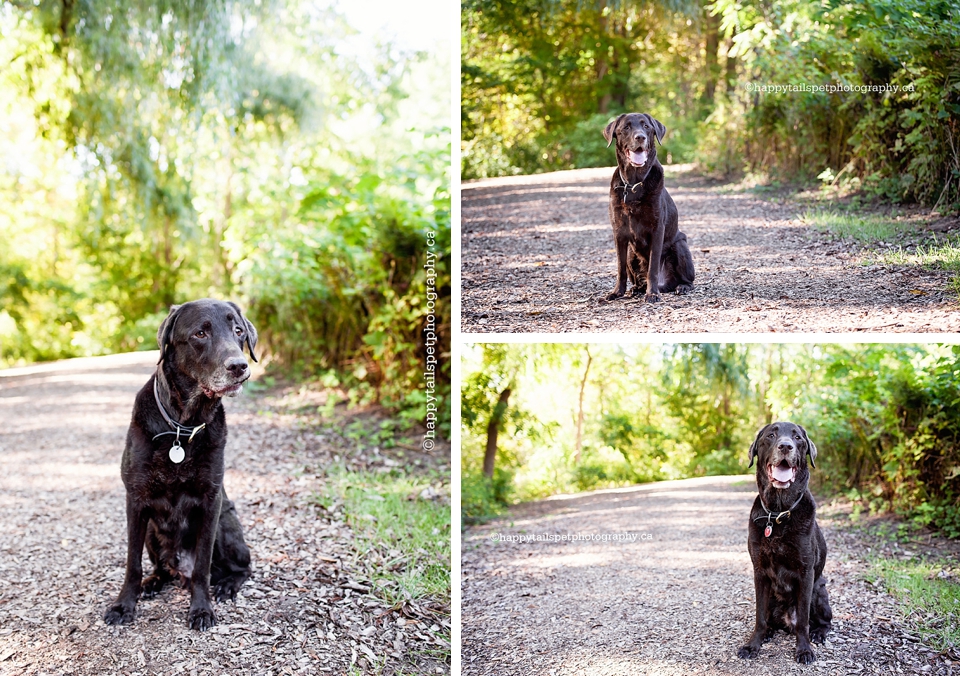 Senior chocolate lab dog photogaphy in Burlington.