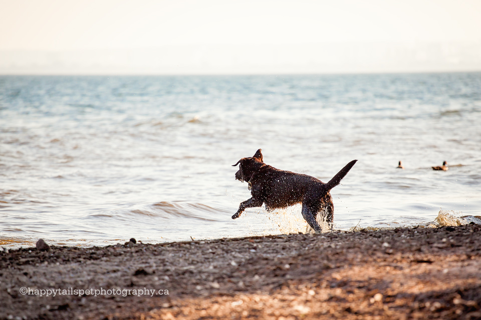 Lake Ontario pet photographer, dog swimming in lake, joyful dog.