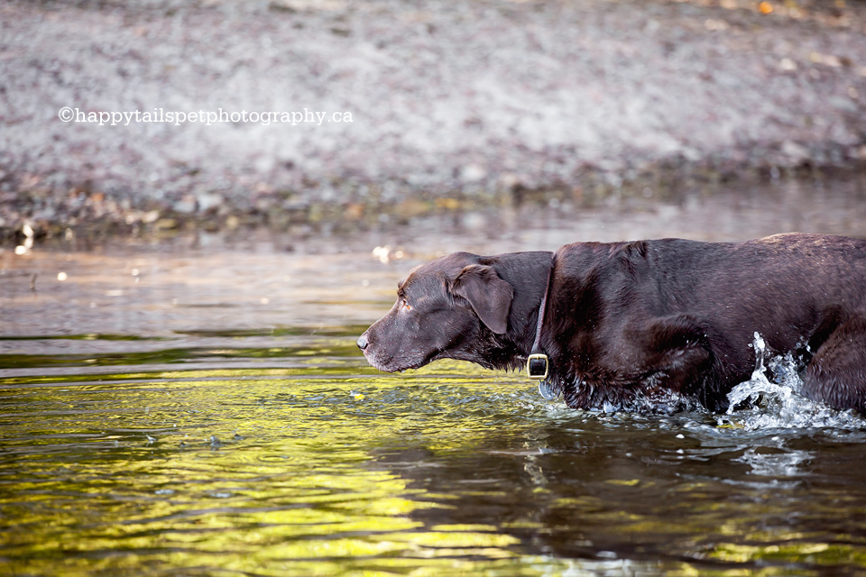 Swimming in the water, fetching a stick dog photography.