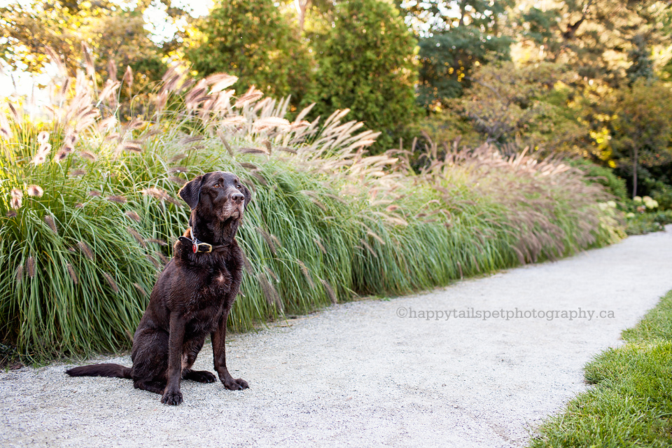 Paletta Mansion, Burlington dog photographer.