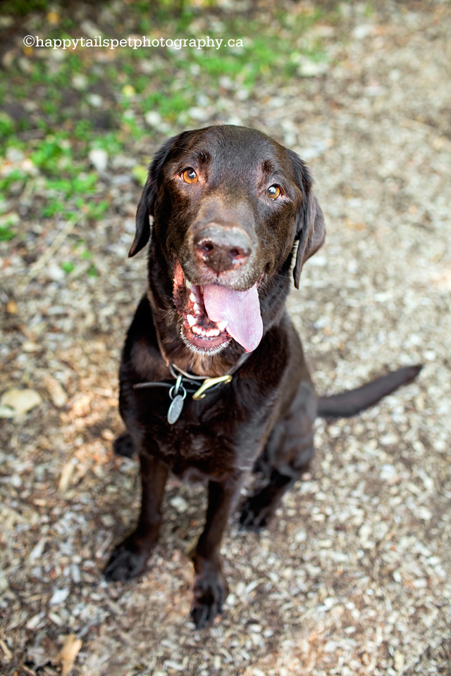 Happy chocolate lab pet photography.