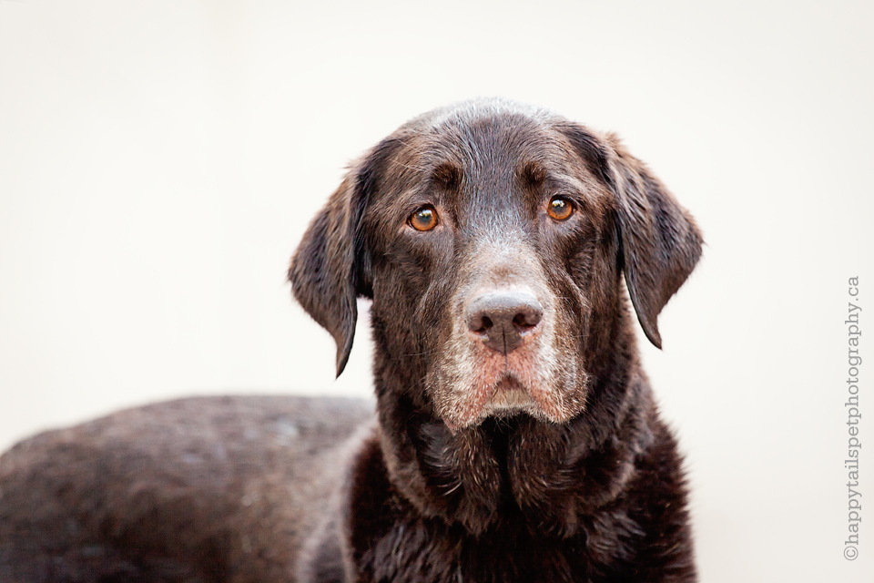 Labrador Retriever pet portrait in Burlington.