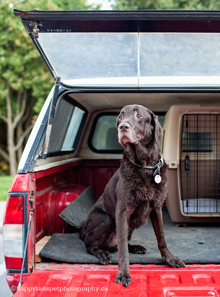 Chocolate labrador dog in the back of a red pickup truck.