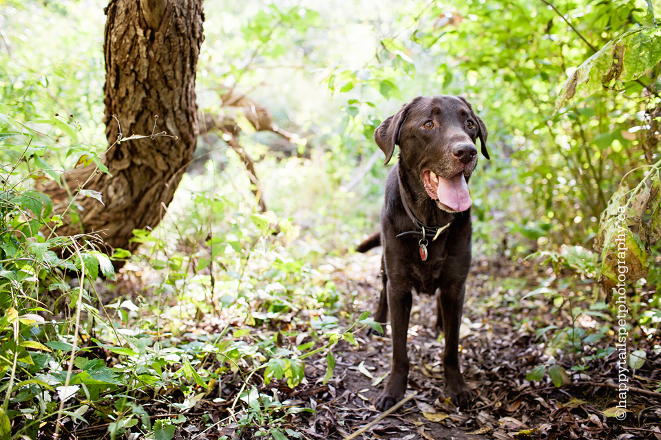 Outdoor, natural light pet photography in Ontario woods.