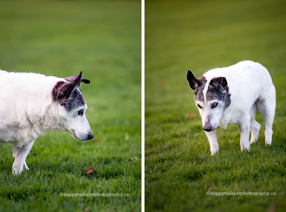 Small dog on the grass.